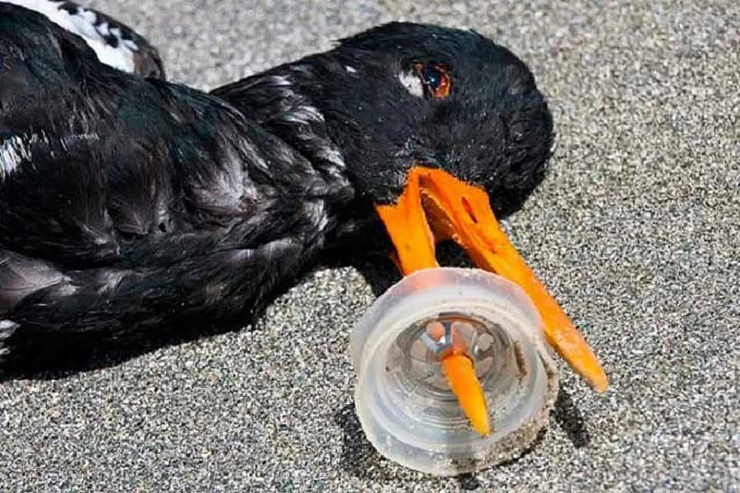 Гибель животных от пластика.