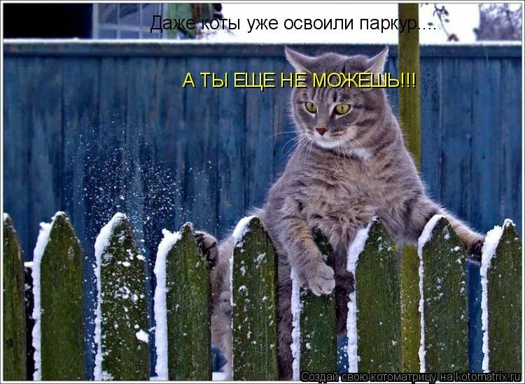 Даже коты