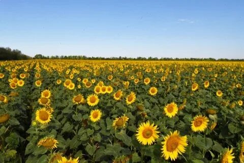 Субъекты на которых выращивают подсолнечник