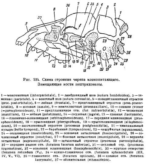 Соединение костей черепа млекопитающих