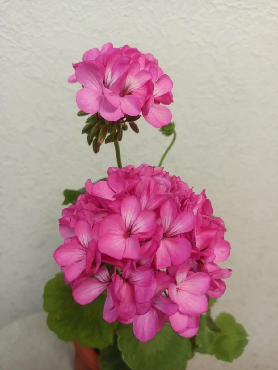 Пеларгония Martha. Pink Geranium пеларгония. Герань 2. Мерлизтеюн 2 пеларгония.