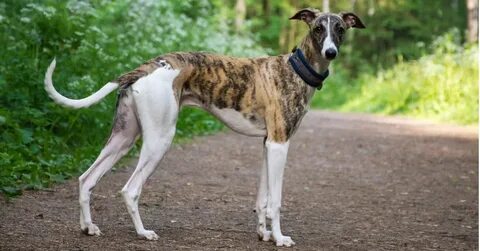Greyhound dog