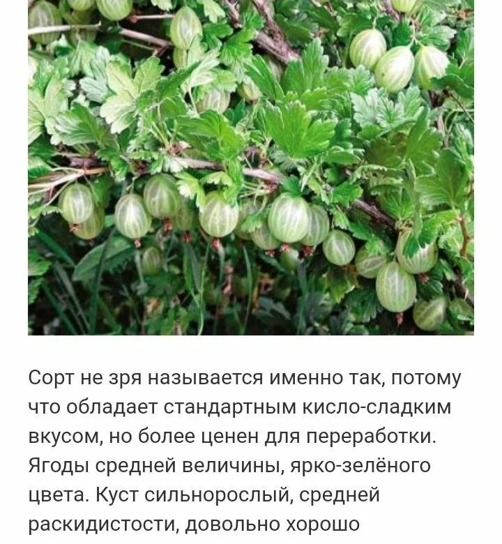 Крыжовник сорт уральский изумруд. Крыжовник уральский. крыжовник уральский изумруд. крыжовник сорт изумруд. крыжовник сорт изумрудный.