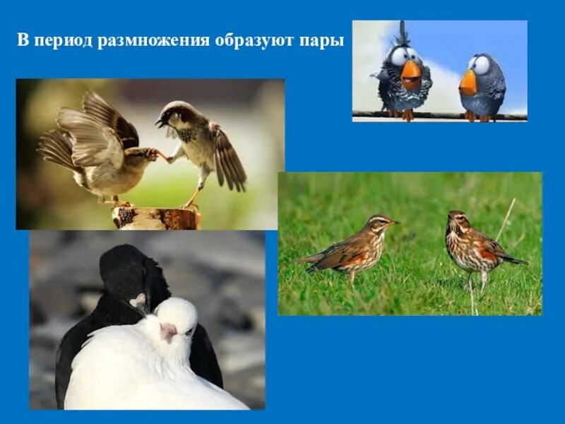 Поведение птиц в период размножения. Поведение птиц в период гнездования. Особенности поведения птиц в период размножения. Особенности поведения птиц в период гнездования.