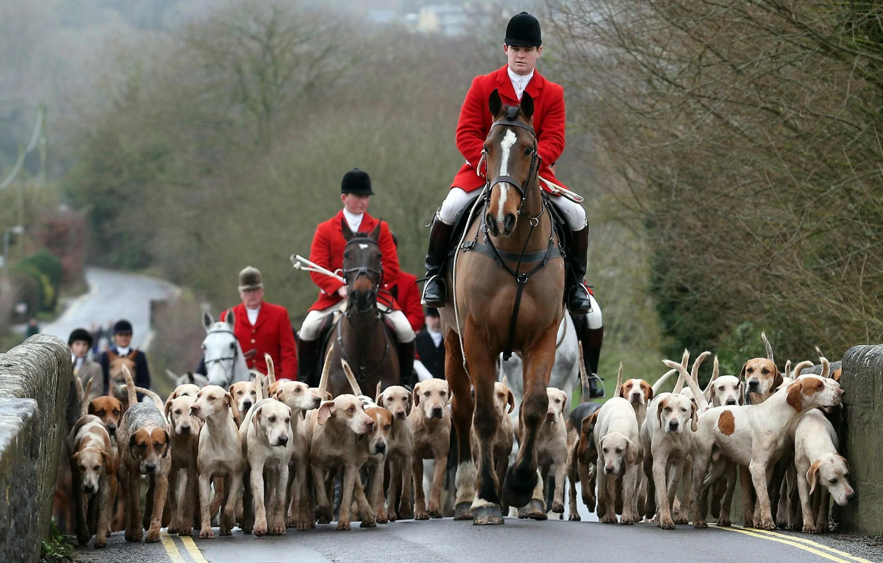 Fox hunting. Охота на Лис в Англии. Охота на Лис в Англии собаки. Королевская охота в Англии. Фокс Хантинг.