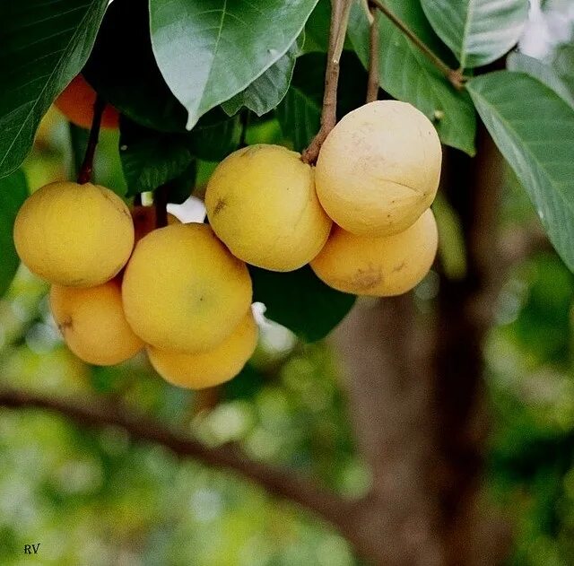 Sandoricum koetjape. Сантол фрукт. Сантол плоды. Santol Fruit(sandericum koetjape).