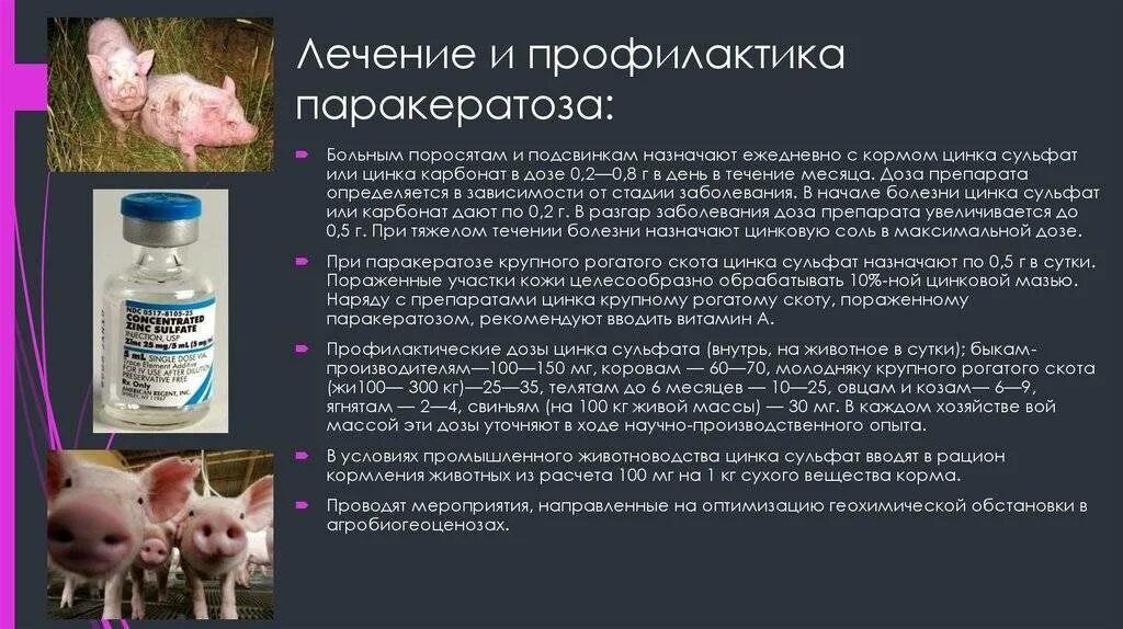 Для чего нужны свиньи. Антибиотики против рожи свиней. Профилактика рожи свиней.