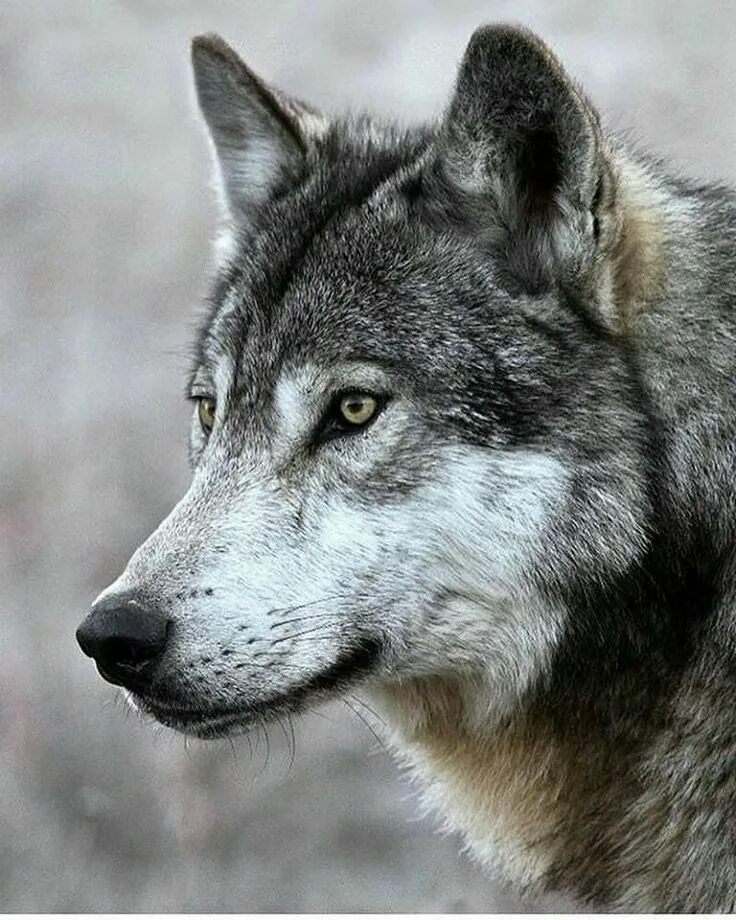 Волк хср гайд. Волк. Серый волк canis Lupus. Среднерусский Лесной волк. Морда волка.