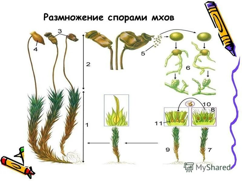 Размножение мохообразных. Размножение спорами. Сфагнум размножается спорами. Спорообразование у мхов. Размножение спорами это бесполое размножение.