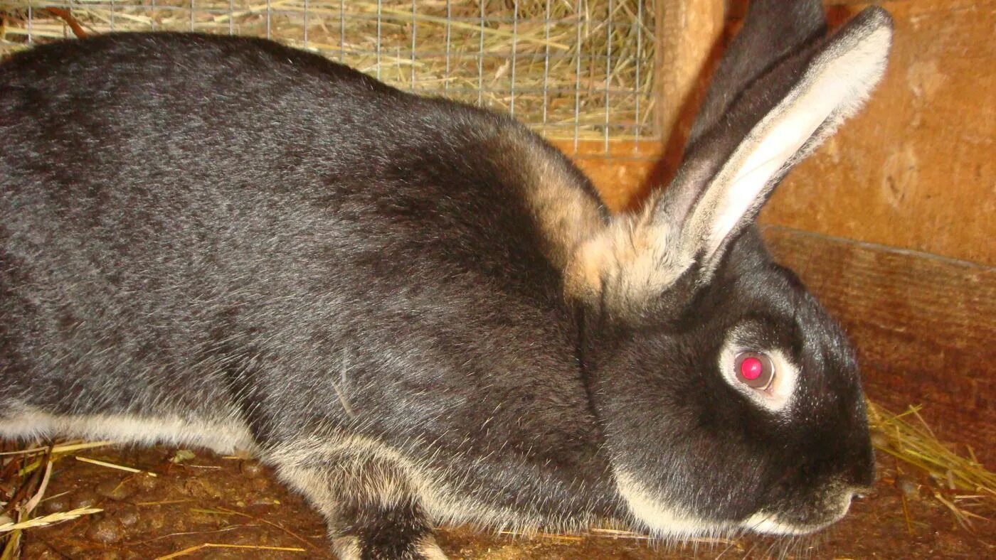 Сколько беременность у кроликов. Сукрольность крольчихи. Возрастная линька у кролика. Беременные декоративные кролики.