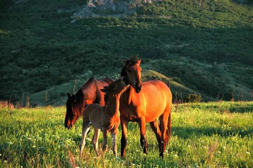 Крымские лошадки. Дикие лошади в Крыму. Кони в горах. Лошади на закате. Дикие кони в горах.