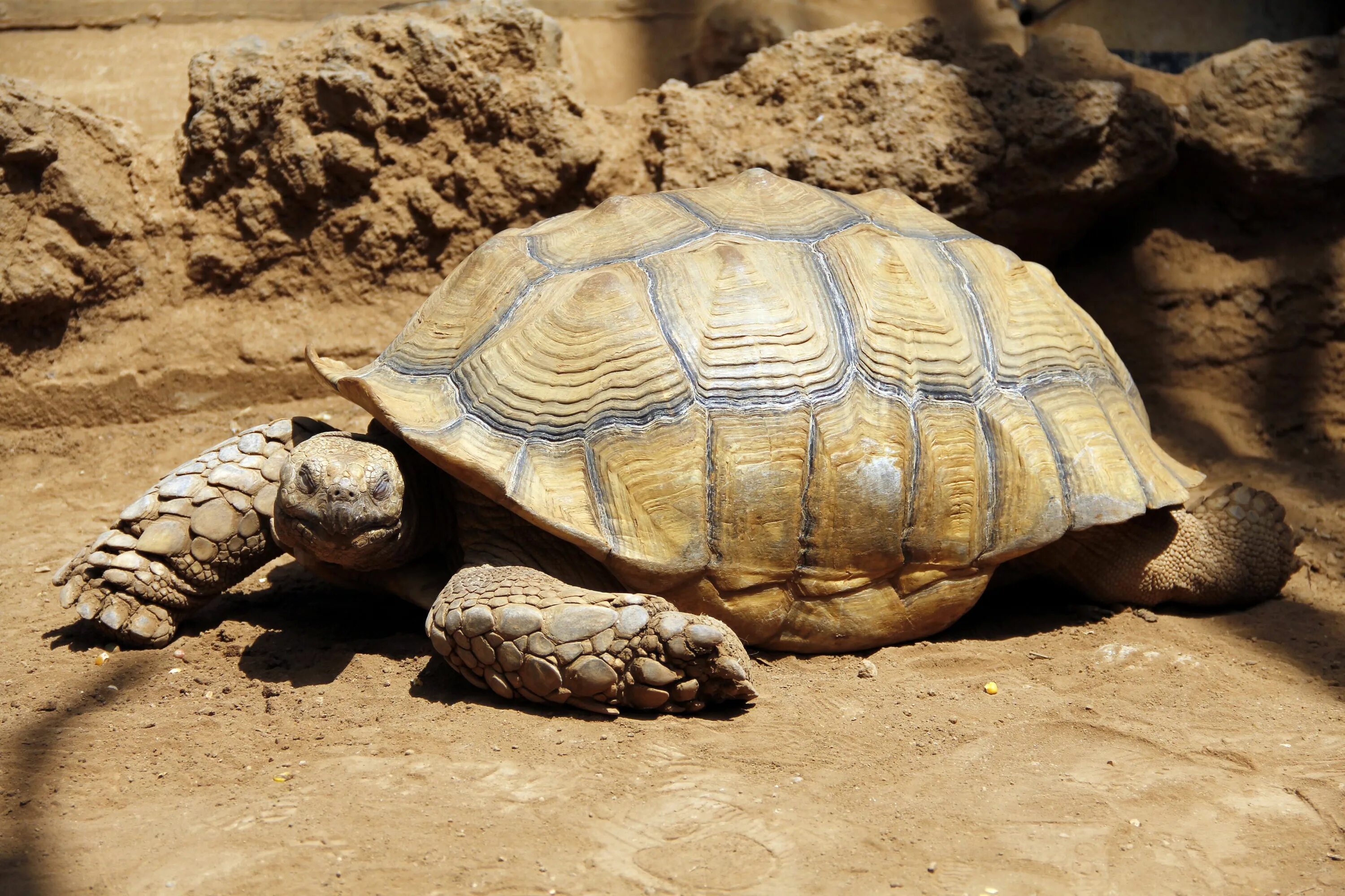 Африканская шпороносная черепаха. Сульката черепаха. Сухопутная черепаха шпороносная. Шпороносная черепаха Сухопутные черепахи.