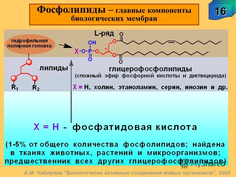 Фосфолипиды интересные факты. Строение фосфолипидов формула. Фосфолипиды в мембране строение. Что такое фосфолипиды. Фосфолипиды в мембране строение.