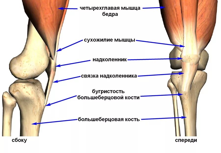 Берцовая и подвздошная кость. Большеберцовая кость голени. Мыщелок большеберцовой кости анатомия. Отрыв бугристости большеберцовой кости. Бугристость бедренной кости и четырехглавая мышца.