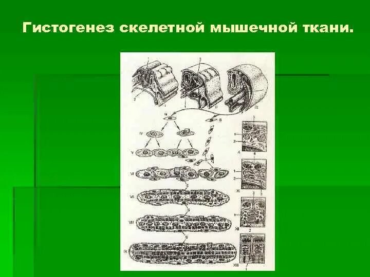 Гистогенез мышечной ткани. Этапы гистогенеза скелетной мышцы схема. гистогенез скелетной мышечной ткани схема. гистогенез поперечно полосатой мышечной ткани. основные этапы гистогенеза скелетной мышечной ткани.
