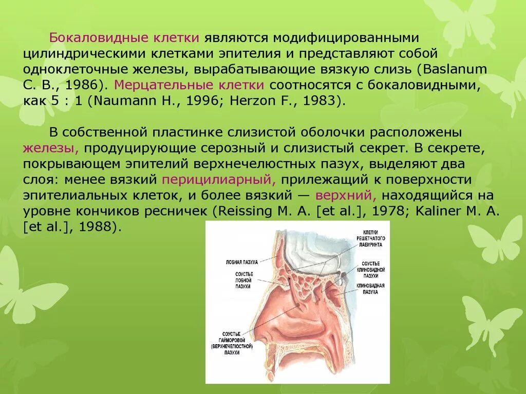 Одонтогенный синусит презентация. Одонтогенный гайморит. Какие железы вырабатывают слизь