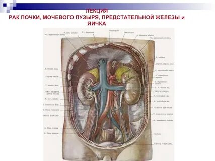 Почек предстательной железы
