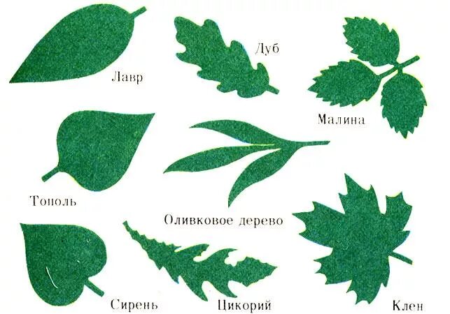 Определить название листьев деревьев. Название листьев. Листья деревьев с названиями. Форма листьев деревьев. Листы деревьев и их названия.