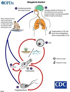Амеба naegleria