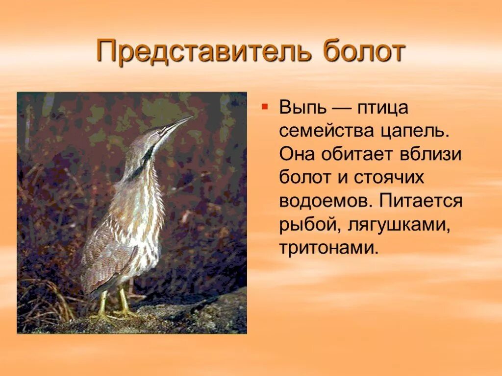 Болотные птицы представители. Выпь презентация. Птицы на болоте. Болотные птицы презентация.
