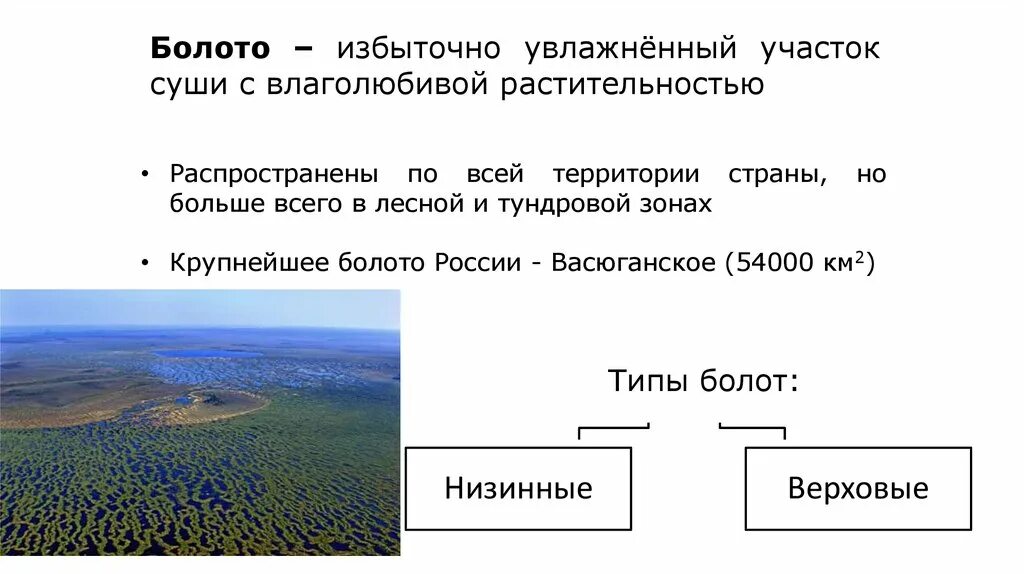 Возникновение болота. Типы болот верховые и низинные. Общий вид болота. Типы лесных болот. Условия формирования болота.