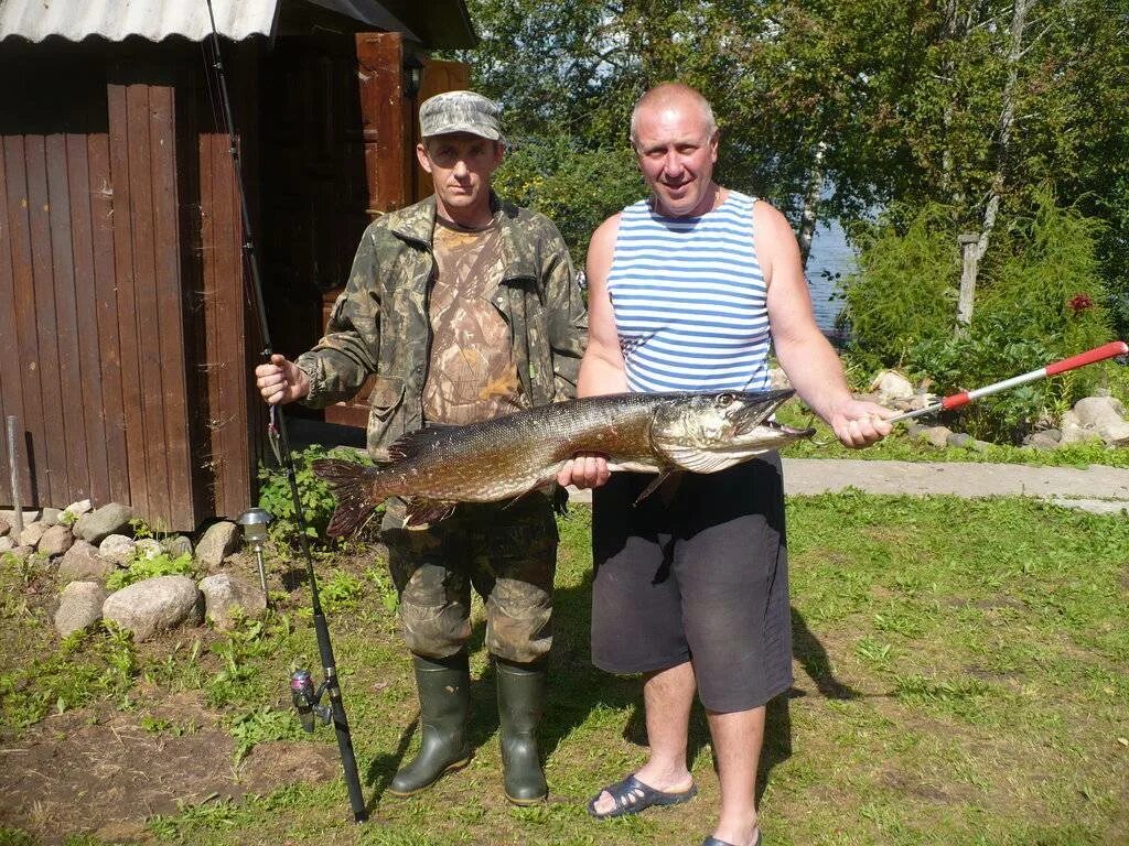 Озеро Велье Новгородская область. Озеро вельё Новгородская область рыбалка. Рыба озеро Велье Новгородская область. Озеро Велье Псковская область Опочецкий район. Озеро ильмень рыбалка