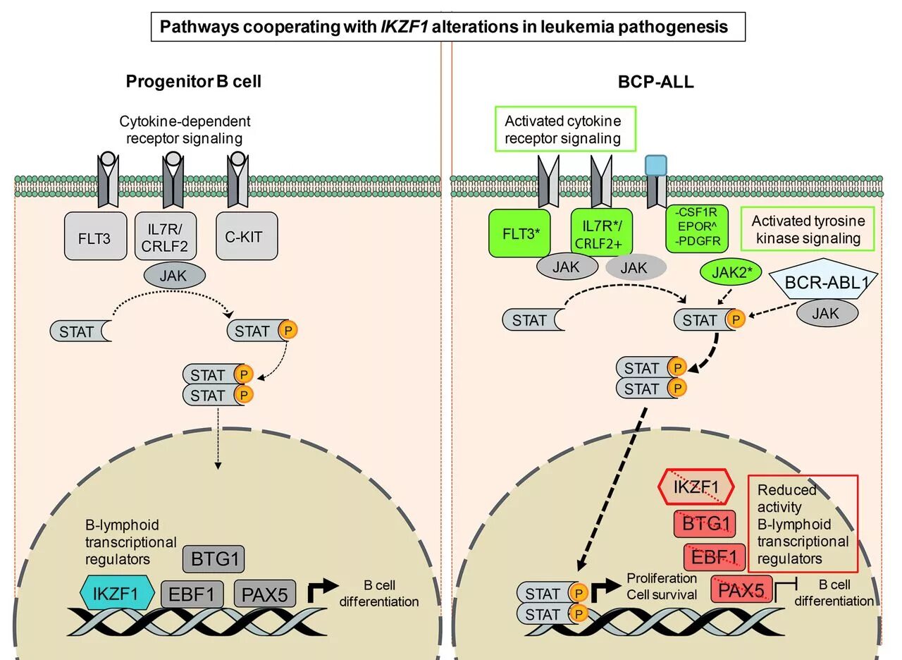 Pathogenesis of acute Leukemia. History of treatment of acute lymphoblastic Leukemia американские горки. Ikzf1. Zinc finger 1 семейства Ikaros (ikzf1). Aml транзакции