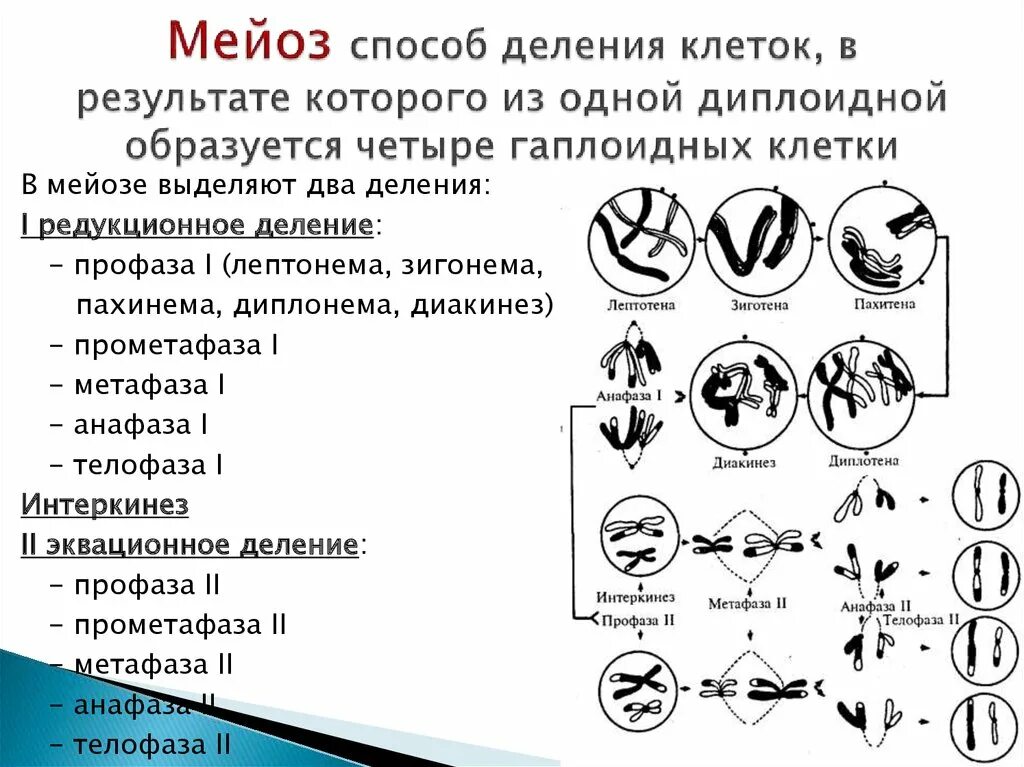 Мейоз диплоидной клетки. Пахинема диплонема диакинез. лептонема зигонема. ход мейоза фазы и процессы. деление диплоидной клетки мейозом.