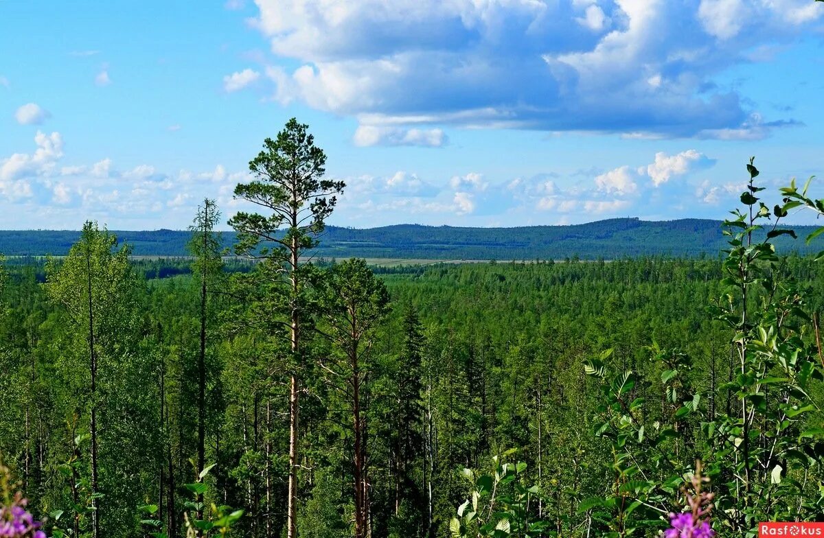 Красноярский край далеко. Сибирский лес Сибирская Тайга. Красноярск лес Тайга. Тайга Южного Урала. Леса Красноярского края Тайга.