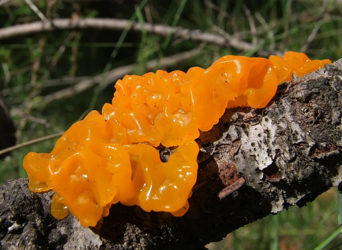 Дрожалка оранжевая (Tremella mesenterica). Дрожалка оранжевая съедобный гриб. Гриб Дрожалка желтая. Гриб Дрожалка съедобная.