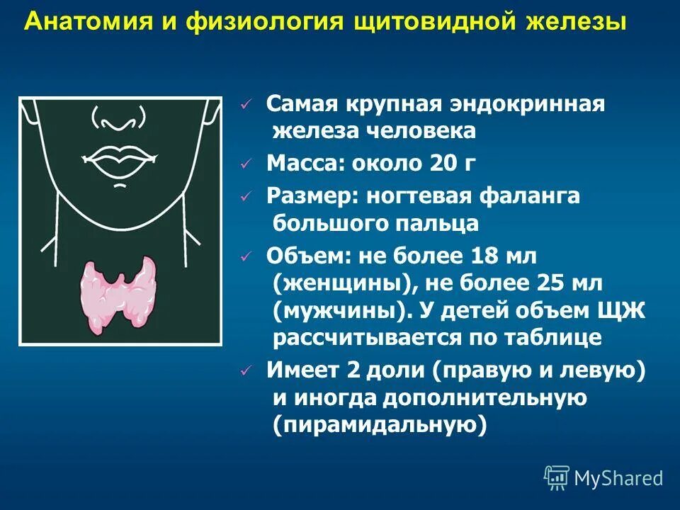 Самая крупная эндокринная железа. Щитовидная железа анатомия и физиология. Анатомия и физиология щитовидной железы эндокринология. Физиология щитовидной железы схема. Анатомия и физиология щитовидной железы презентация.