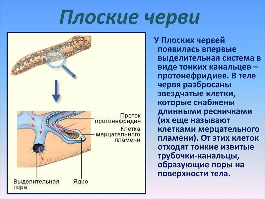 Что такое выделение в биологии 6 класс