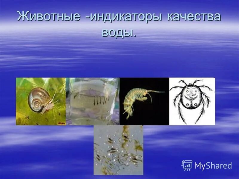 животные индикаторы