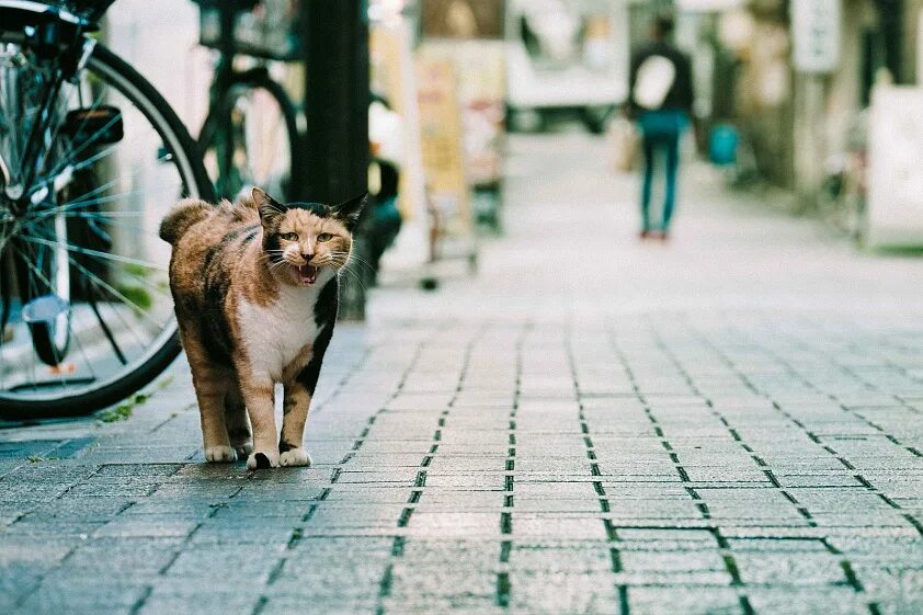 Кошка на улице. Уличные котики. Кошки на улицах города. Город котов. Hello street cat live