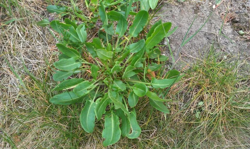 Щавель туполистный. Щавель куст. Rumex obtusifolius. Щавель обыкновенный. Персик ракушка щавель у девушек пример