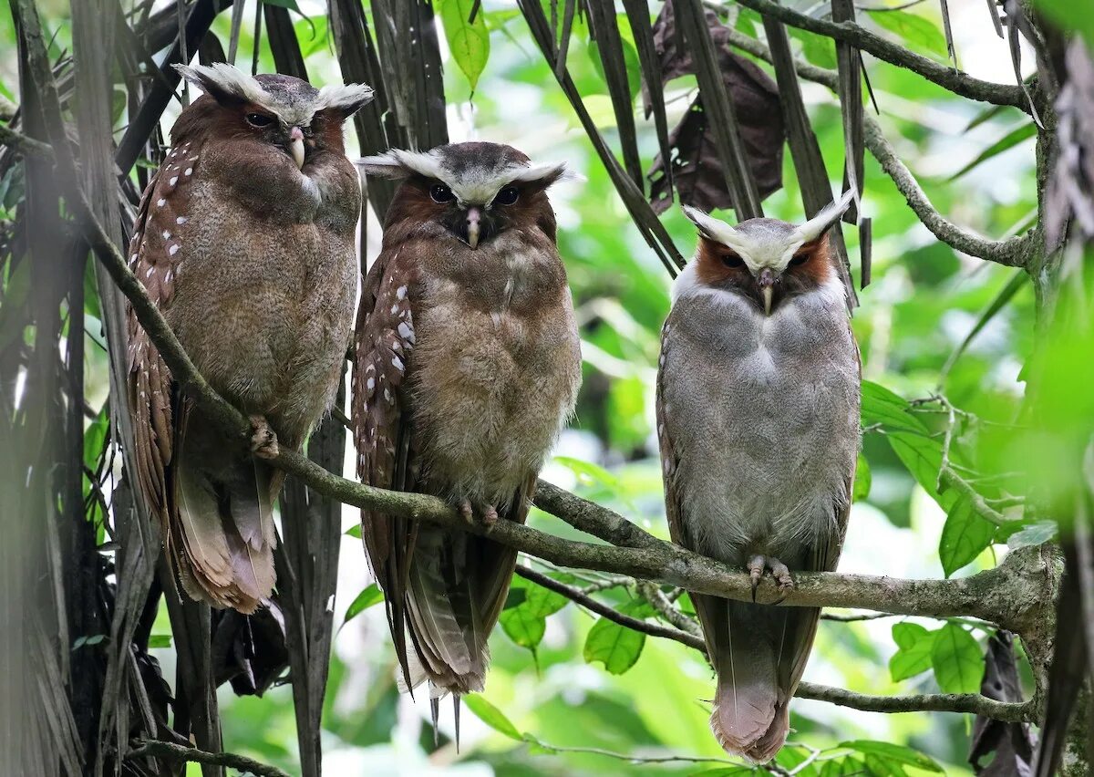 Карликовая сова из лесов амазонки. Lophostrix cristata. рогатая неясыть (lophostrix cristata). хохлатая сова. хохлатая неясыть.