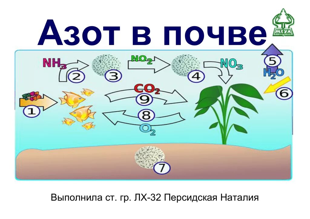 Соединения азота в почве. Азот в почве. Азот в почве схема. Нитратный азот в почве. Нитратный и аммонийный азот в почве.