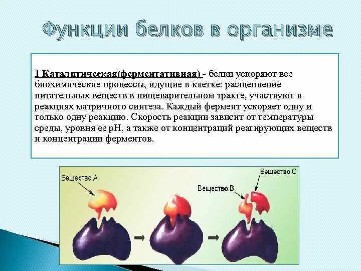 Белок название фермента. Каталитическая ферментативная функция белка. Ферментативно каталитическая функция белков. Функции белков каталитическая функция. Белки ферменты каталитическая функция.