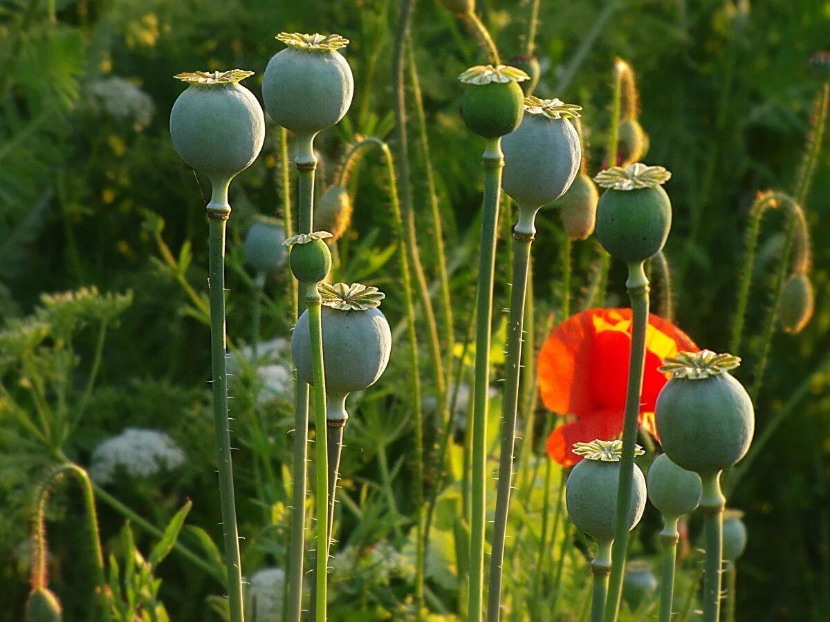 1000 МАК ГИГАНТ Papaver Giganteum Розовый и Etsy