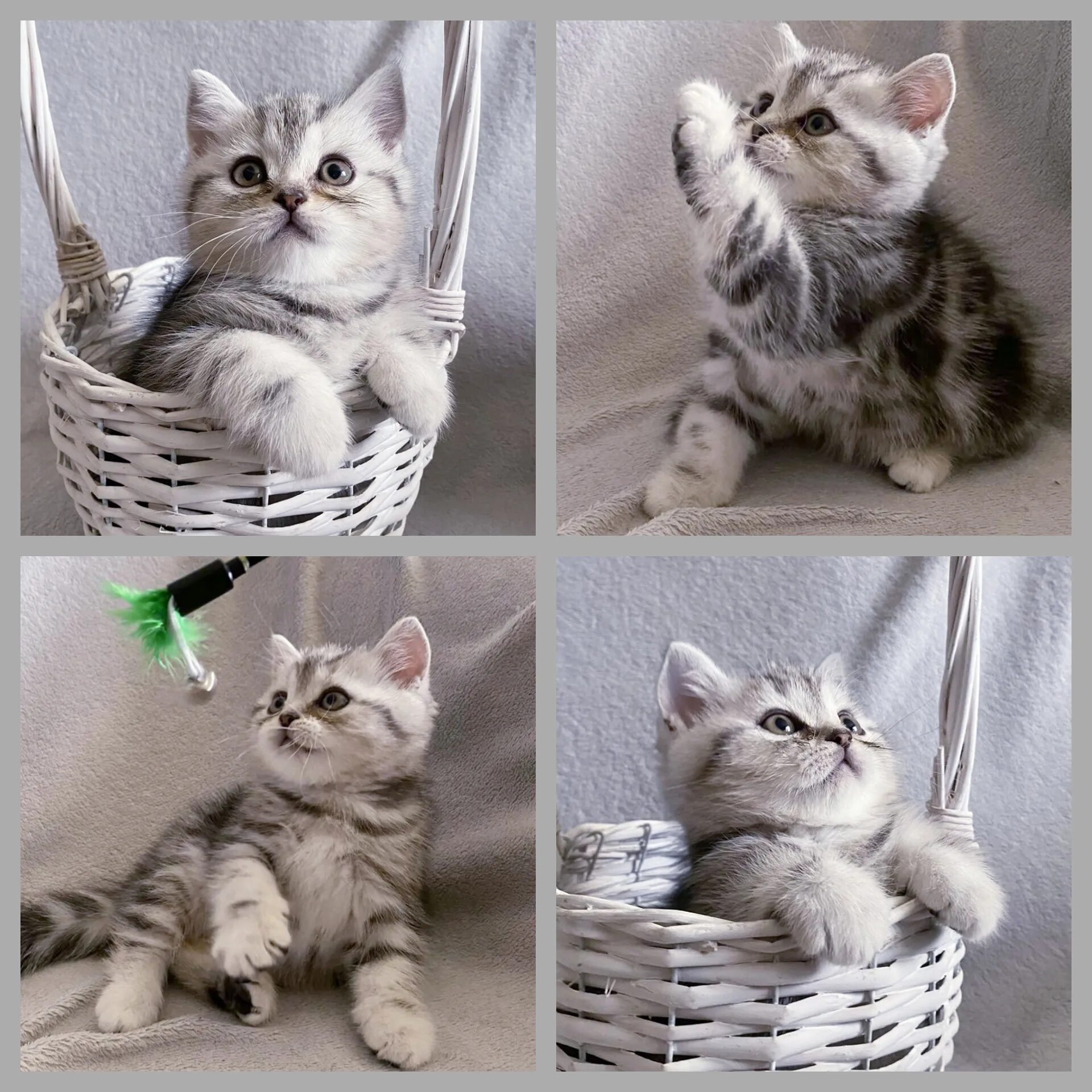 До какого возраста коты котята. Шотландские котята. продают котят. котята от британца и шотландки. шотландский кот страйи.
