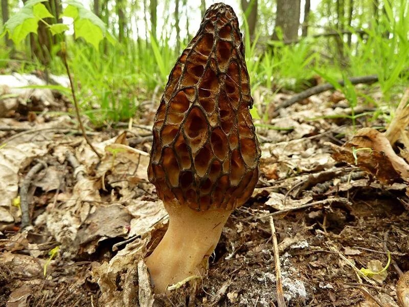 В каком месяце растут сморчки. Сморчки грибы. Сморчки грибы Лесные. Сморчки весенние. Сморчки в хвойном лесу.