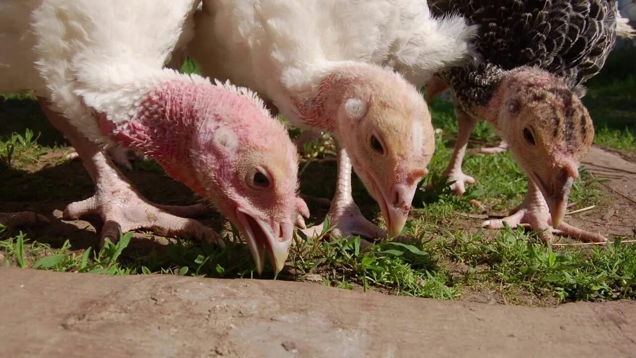 Индюшата пищат