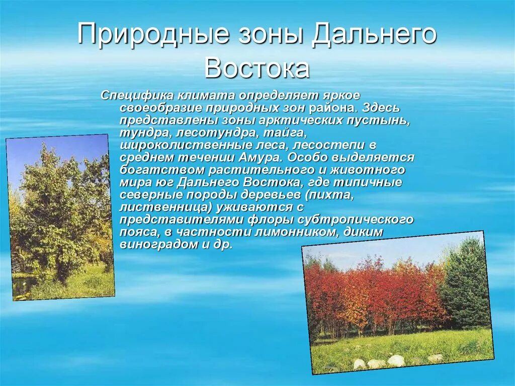 Природные особенности дальнего востока. Природные зоны дальнего Востока. Смешанные леса дальнего Востока климат. Растения и животные смешанных лесов дальнего Востока. Растительный мир смешанных лесов дальнего Востока.