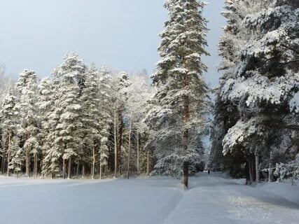 Русский лес зимой