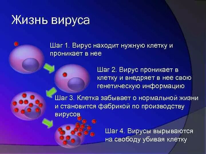 Жизнь с вирусами. Условия жизни вирусов. Проникновение вируса в клетку. Наследственная информация вируса. Разрушить вирус