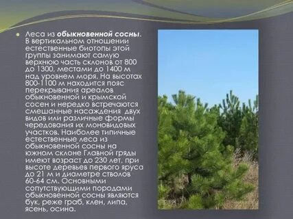 Систематическая группа сосны обыкновенной