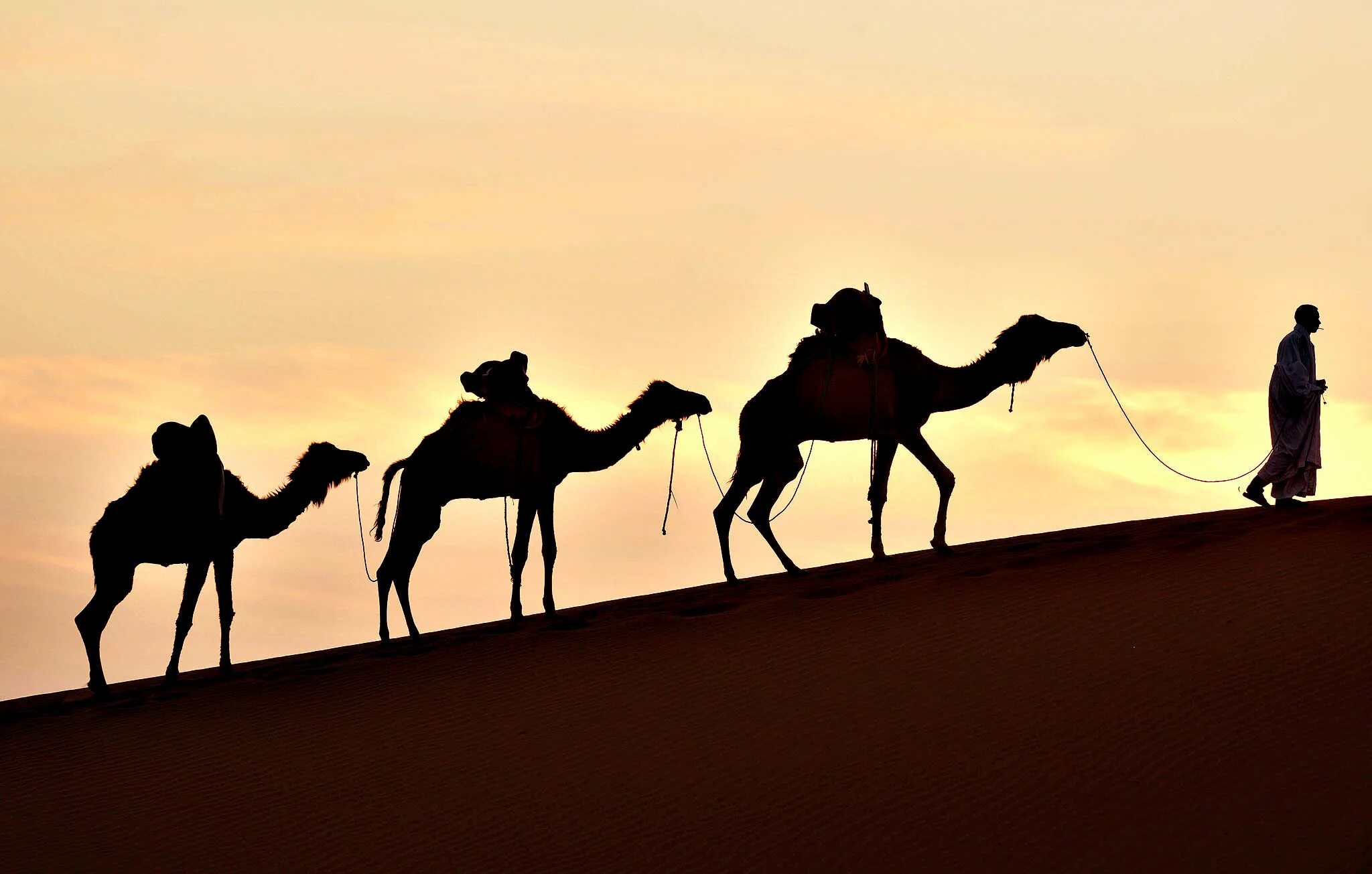 Верблюд в пустыне. Караван в пустыне. Караван в пустыне ночью. Верблюд ночью в пустыне. Тема караван
