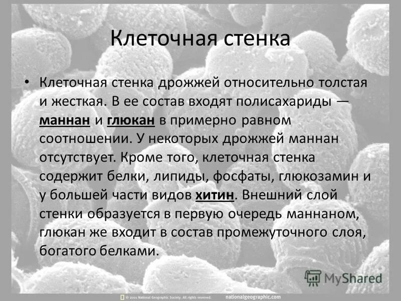 Какое значение дрожжей в жизни человека. Клеточная стенка дрожжей. Строение клеточной стенки дрожжей. Дрожжи клеточная стенка состоит из. В состав клеточных стенок дрожжей входит.