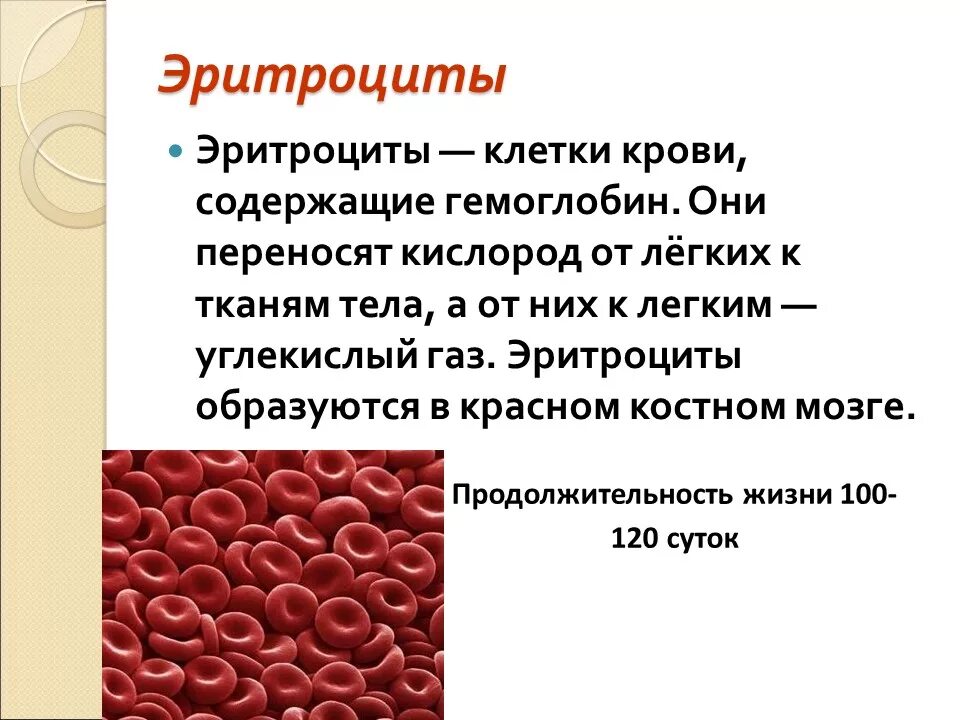 Кровь краткое содержание. Функции эритроцитов биология 8 класс. Эритроциты состав и функции. Функция эритроцитов в крови 8 класс биология. Эритроциты строение и функции.