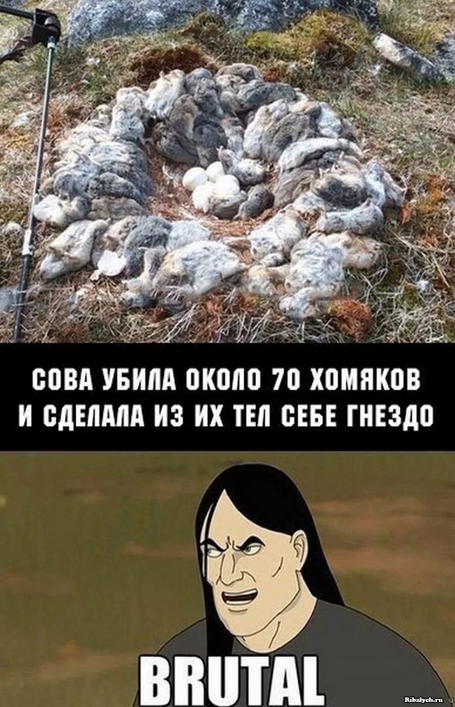 Мем жесть. Гнездо совы из леммингов. мемы brutal. брутальные мемы. брутальные шутки.